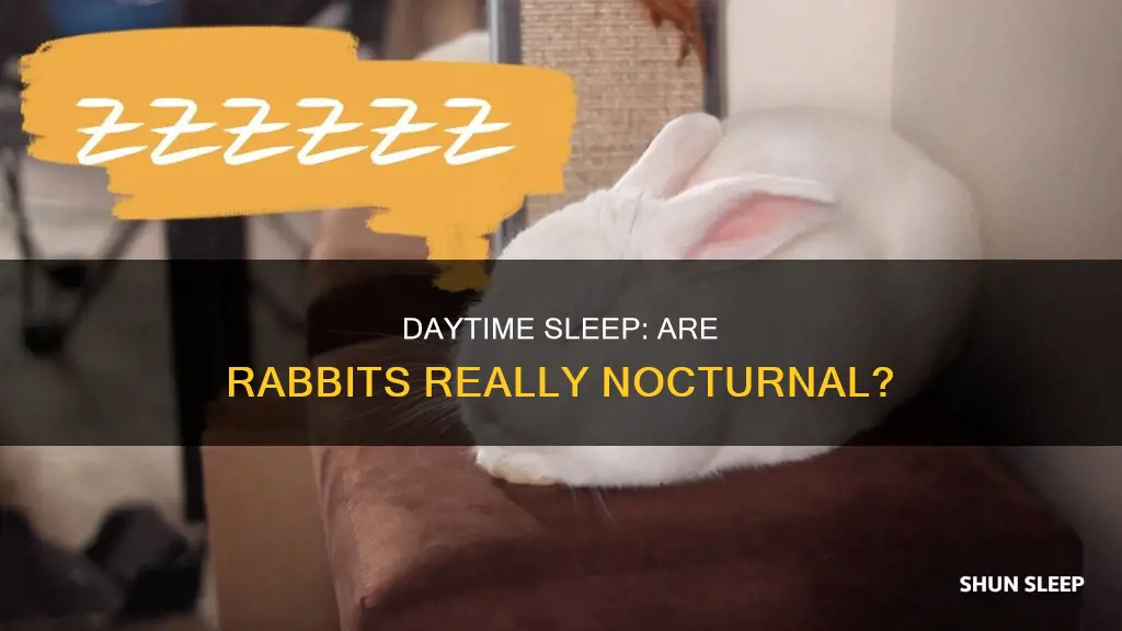 do rabbits sleep during the day