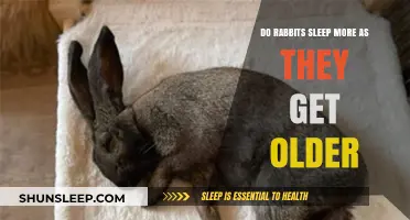 Aging Rabbits: Understanding Sleep Patterns and Increased Rest in Seniors