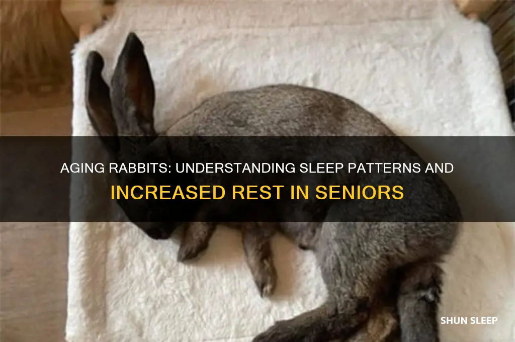 do rabbits sleep more as they get older