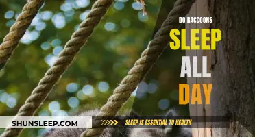 Raccoon Sleep Patterns: Do They Sleep All Day?