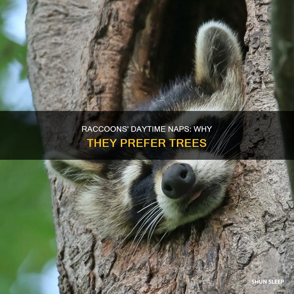 do raccoons sleep in trees during the day