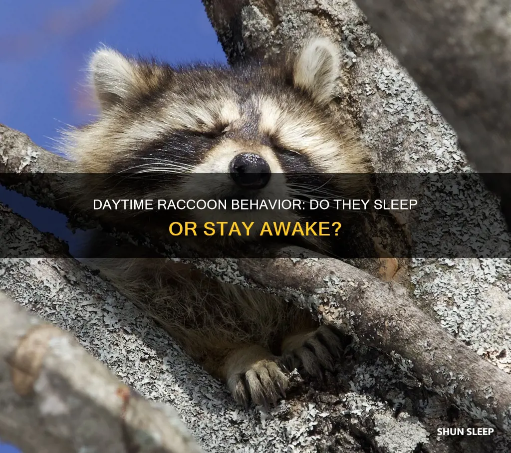 do racoons sleep during the day