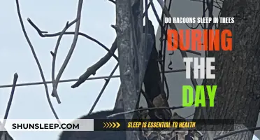 Raccoons' Daytime Naps: Tree-Top Sleep Spots Explored