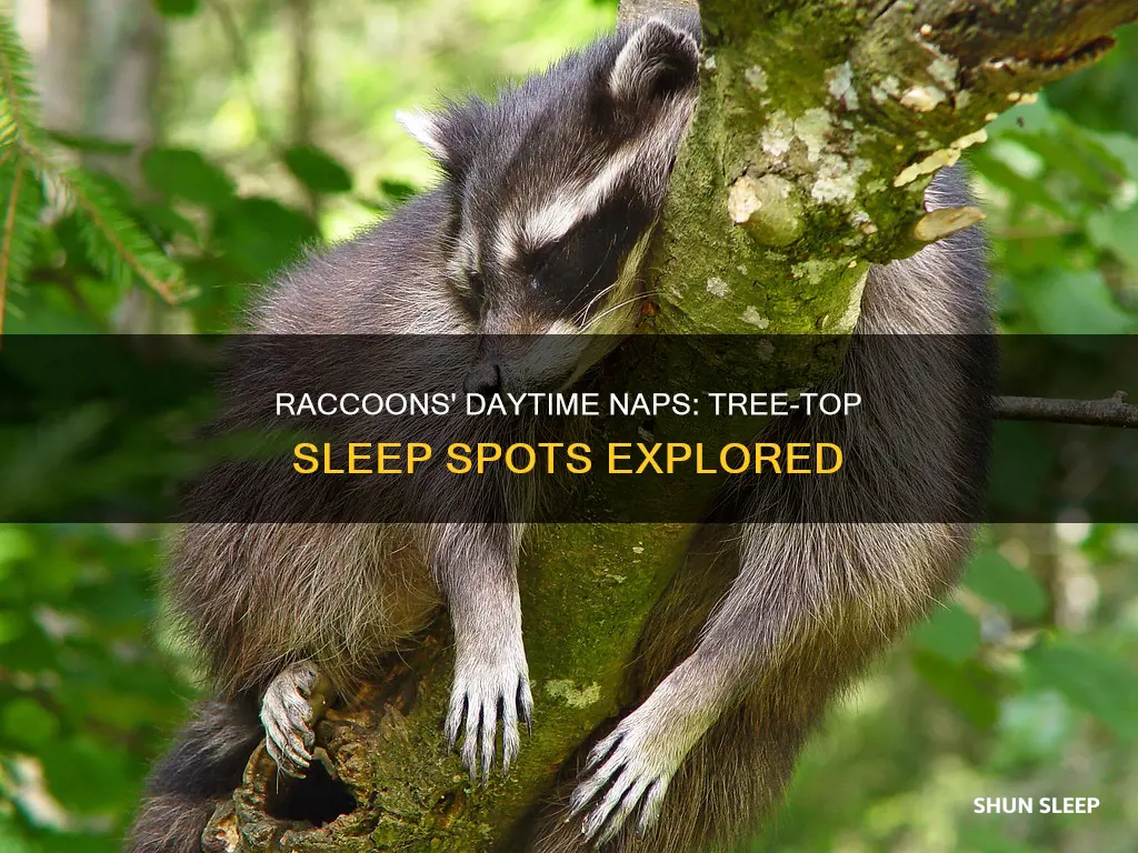 do racoons sleep in trees during the day