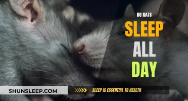 Rats' Sleep Patterns: Do They Sleep All Day?