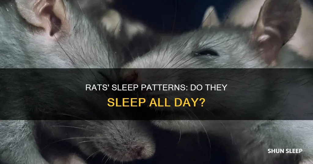 do rats sleep all day