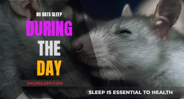 Daytime Sleep Patterns of Rats: Understanding Their Habits