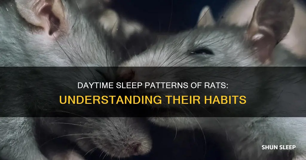 do rats sleep during the day