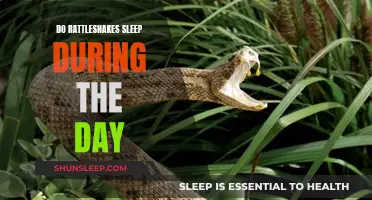 Do Rattlesnakes Sleep During the Day?