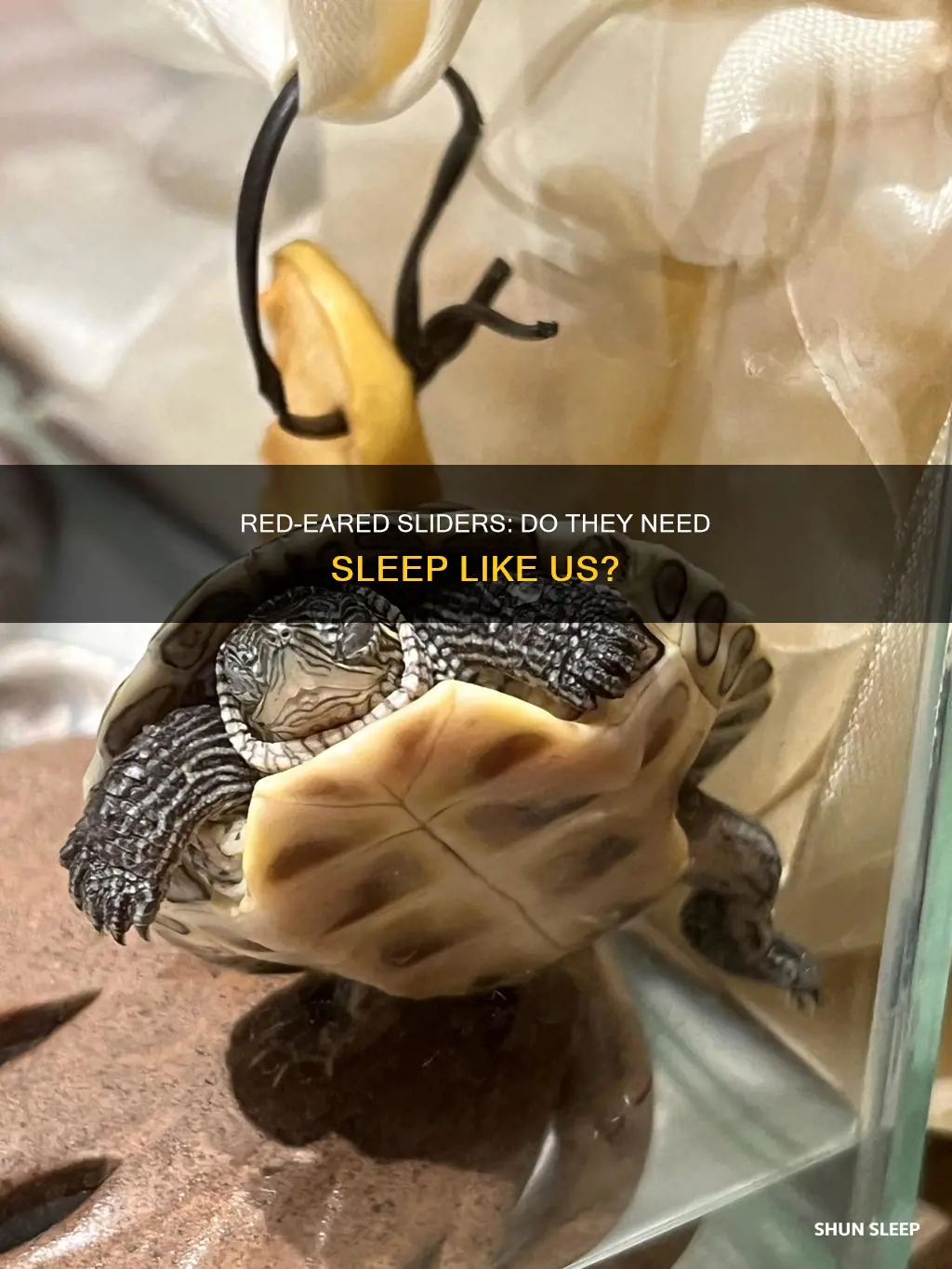 do red eared sliders need sleep