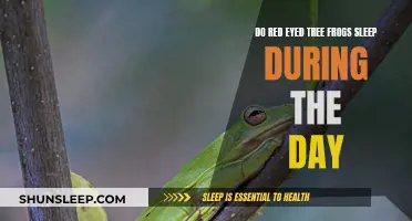 Daytime Sleep Patterns of Red-Eyed Tree Frogs