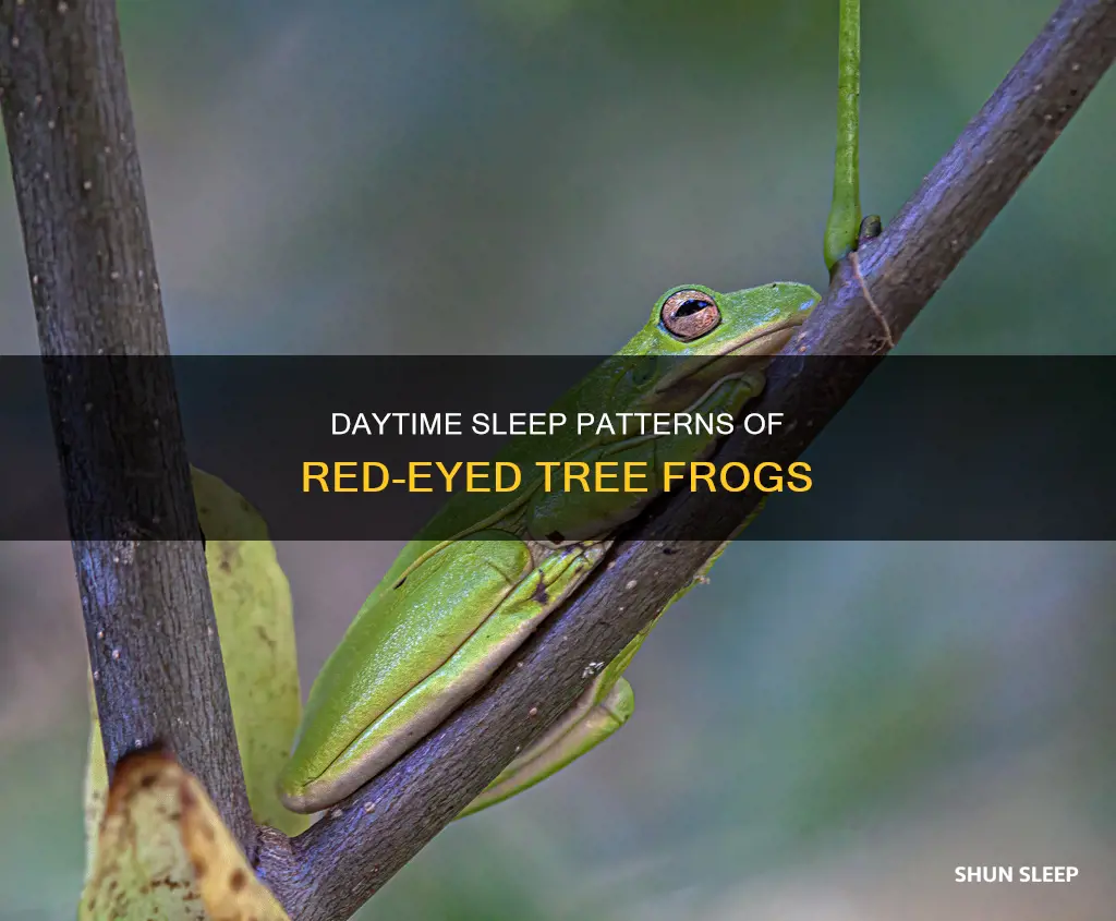 do red eyed tree frogs sleep during the day