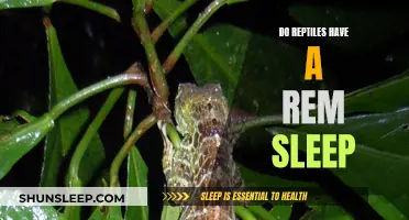 Reptiles and REM Sleep: What's the Connection?