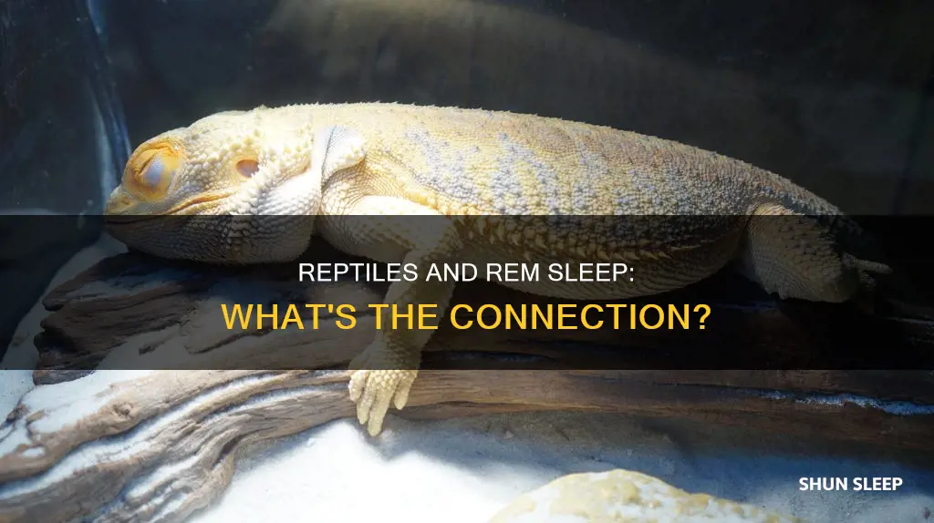 do reptiles have a rem sleep