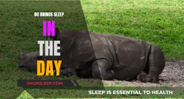 Daytime Napping: The Rhino's Sleep Secrets