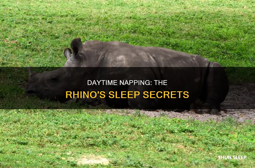 do rhinos sleep in the day