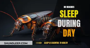 Roaches' Sleep Patterns: Daytime Dozing or Nighttime Napping?