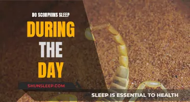 Scorpions' Sleep Patterns: Daytime Dozing or Nocturnal Napping?