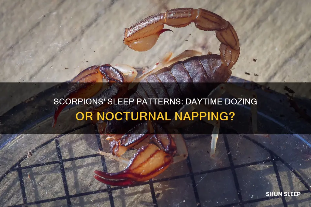 do scorpions sleep during the day