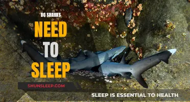 The Mystery of Shark Sleep: Do They Rest?