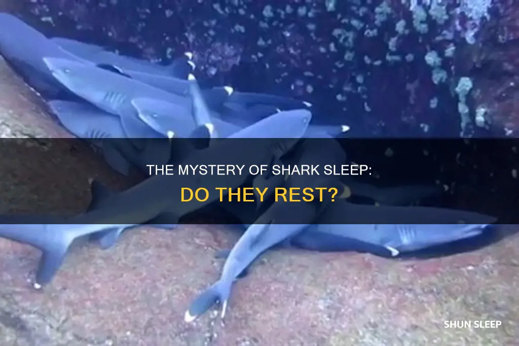do sharks need to sleep