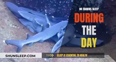 Sharks' Sleep Patterns: Daytime Slumber or Active Hunters?