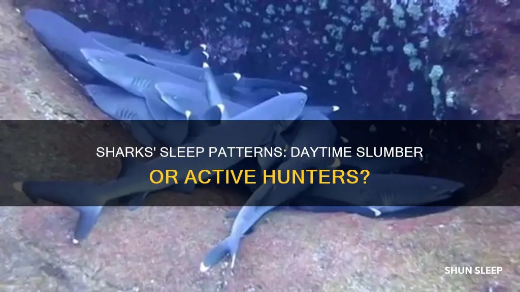 do sharks sleep during the day