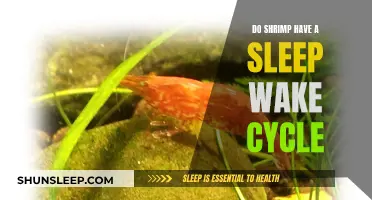 Shrimp Sleep Patterns: Do They Have a Cycle?
