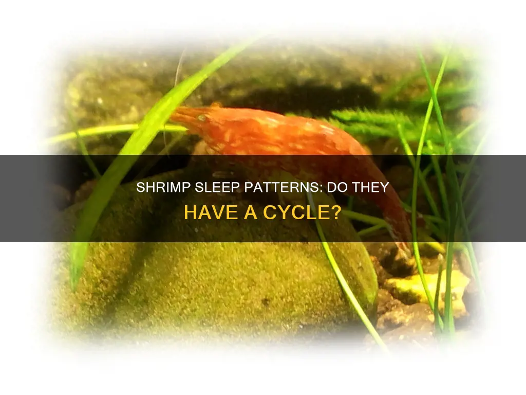 do shrimp have a sleep wake cycle