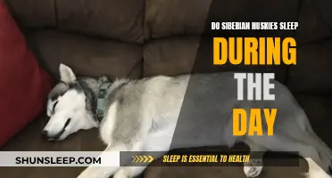 Daytime Sleep Patterns of Siberian Huskies Explained