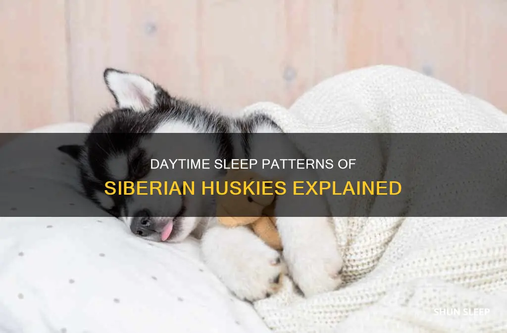 do siberian huskies sleep during the day