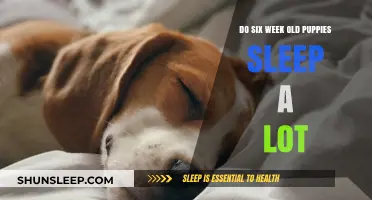 Puppies and Sleep: The Six-Week Mark