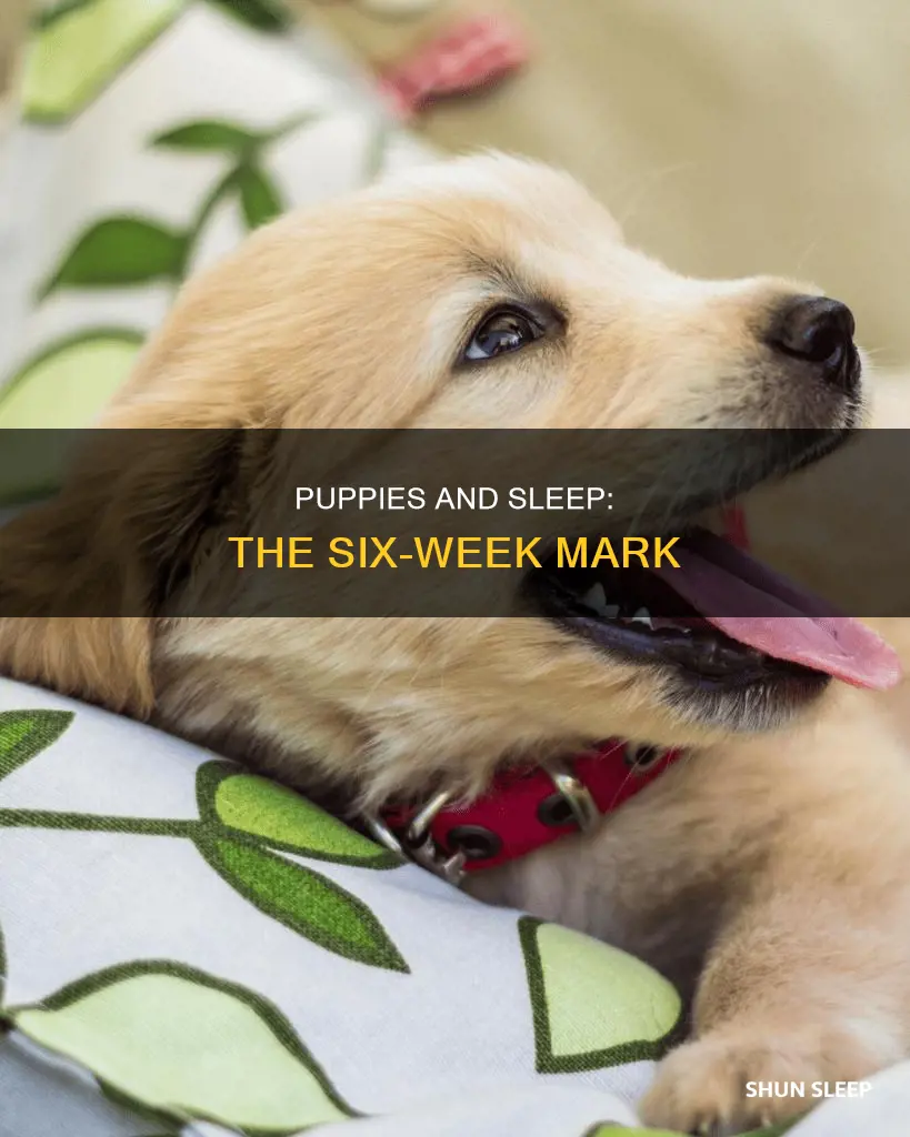 do six week old puppies sleep a lot