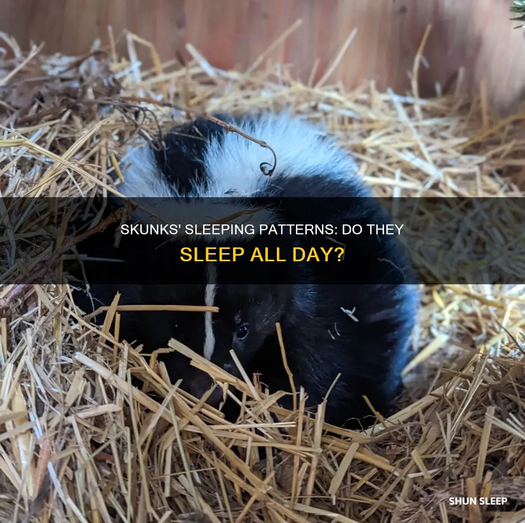 do skunks sleep all day