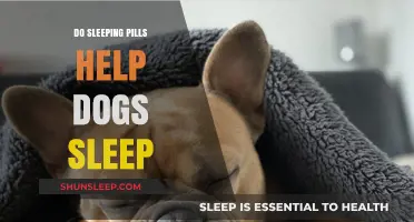 Can Sleeping Pills Safely Improve Your Dog's Sleep Quality?