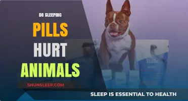 Sleeping Pills: Are They Safe for Pets?