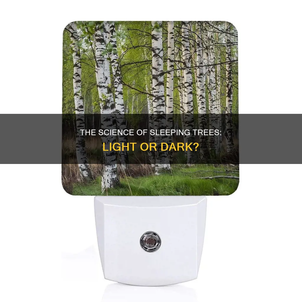 do sleeping trees need light
