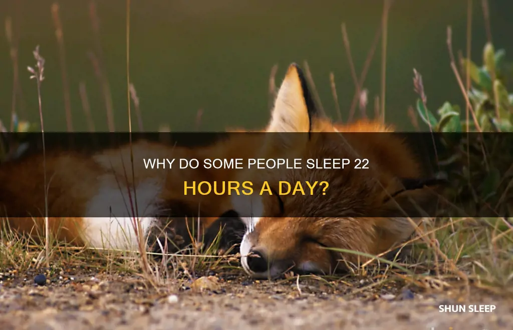 do sleeps 22 hrs a day