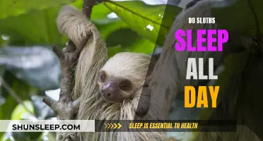 Sloths' Sleep Patterns: All-Day Snoozing or Something Else?