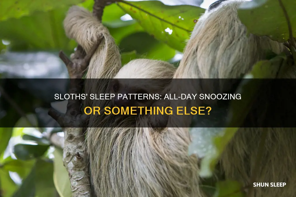 do sloths sleep all day