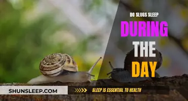 Do Slugs Sleep During the Day? A Look at Their Habits