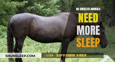Smaller Animals and Their Sleep Patterns: How Much Do They Need?