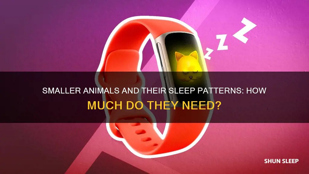do smaller animals need more sleep