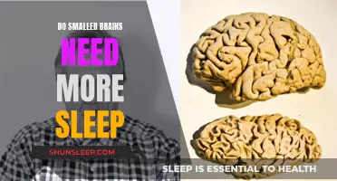 Brain Size and Sleep: Is There a Link?