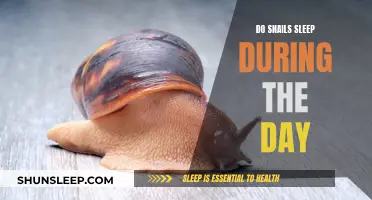 Daytime Slumber: Do Snails Sleep Under the Sun?