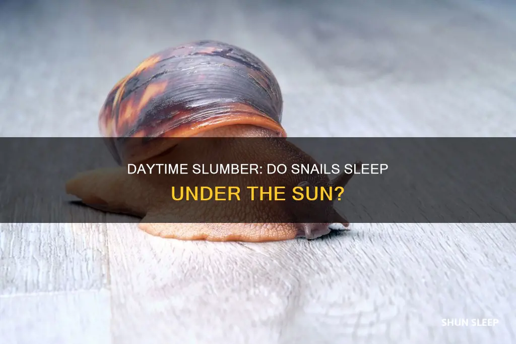 do snails sleep during the day