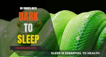 How Do Snakes Sleep? Darkness or Light?