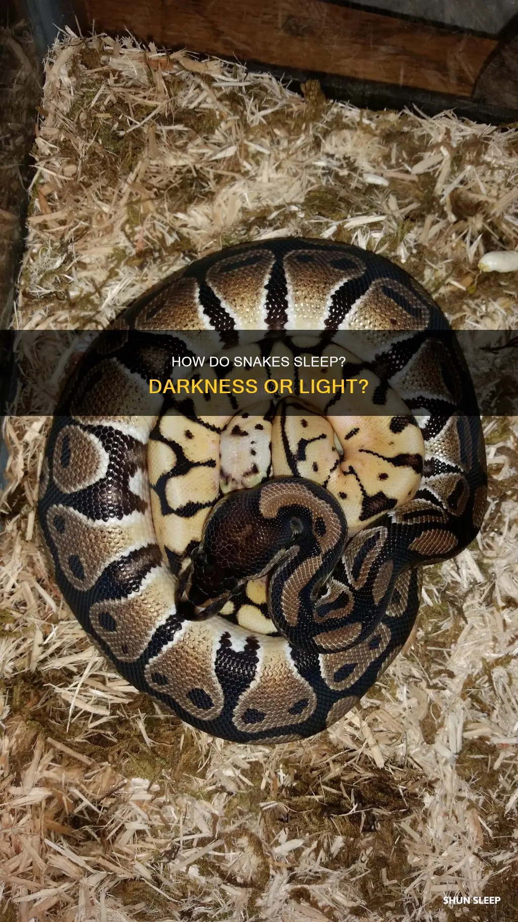 do snakes need dark to sleep