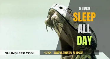 Do Snakes Sleep All Day? Understanding Their Unique Habits