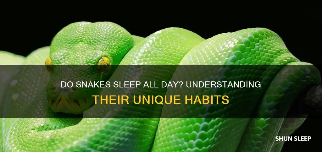 do snakes sleep all day